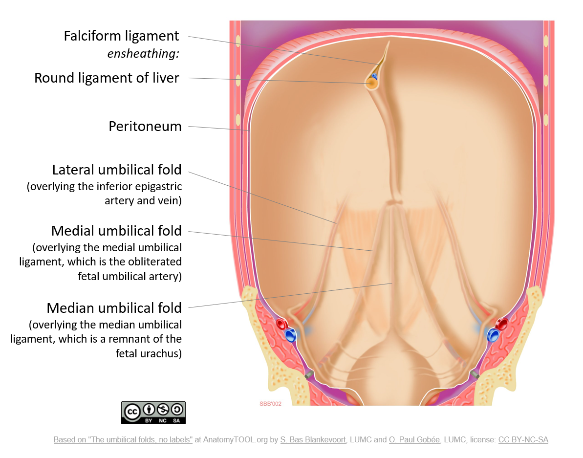 The umbilical folds and ligaments English labels AnatomyTOOL